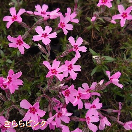 芝桜 きららピンク 9cmポット苗 : 緑の宅配便 Yahoo!店 - 通販 - Yahoo