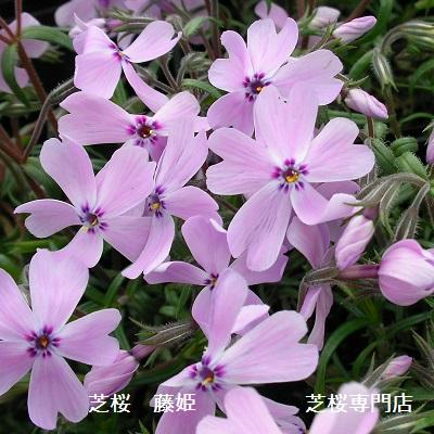 芝桜 藤姫10ポット 紫花（9cmポット苗x10） : 緑の宅配便 Yahoo