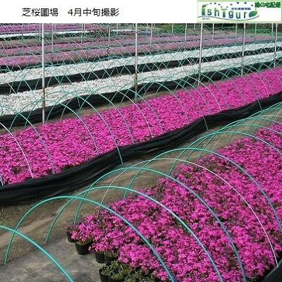 芝桜25ポット/初心者向け5品種x5ポット(9cmポット苗x25 芝桜25ポット/初心者向け5品種x5ポット(9cmポット苗x25