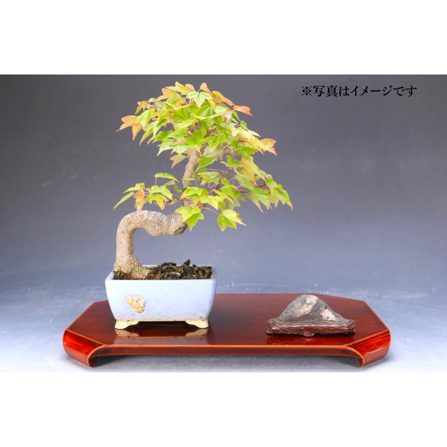 伝統工芸 飛騨春慶（ひだしゅんけい）【 花台】漆器 伝統工芸 飛騨春慶（ひだしゅんけい）【 花台】漆器 : 石井盆栽