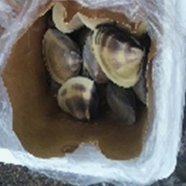 地蛤 2kg サイズ 80g~100g/個 はまぐり ハマグリ 蛤 千葉県 九十九里産 豊洲市場よりお届けいたします グルメ ギフト2021|ishizawa-food|04