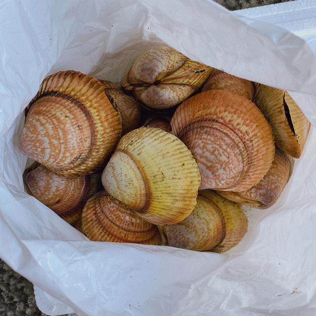 殻とり貝 1kg とり貝 豊洲市場よりお届けいたします グルメ ギフト2021 :ka00078:I-food.net from豊洲 - 通販 - Yahoo!ショッピング 殻とり貝 1kg とり貝 豊洲市場よりお届けいたします グルメ ギフト2021 :ka00078:I-food.net from豊洲 - 通販 - Yahoo!ショッピング