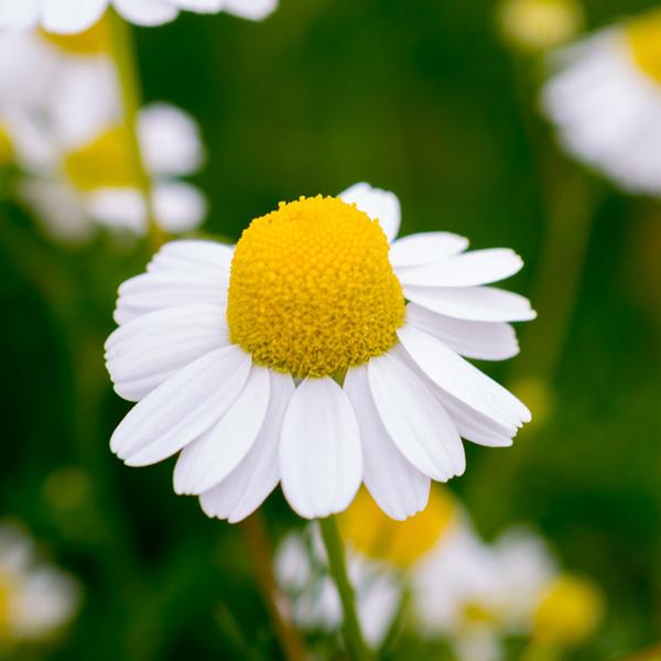 華密恋（カミツレン） ボディソープ 350ml : オーガニック生活便