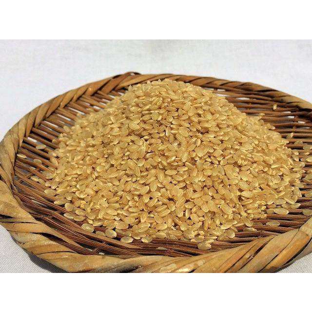 令和5年産ミルキークイーン玄米 30kg 農薬・化学肥料不使用 精米