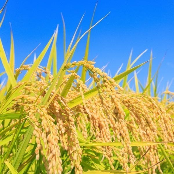 コシヒカリ 令和7年産 千葉県産 多古米 玄米 15kg 本州四国 送料無料