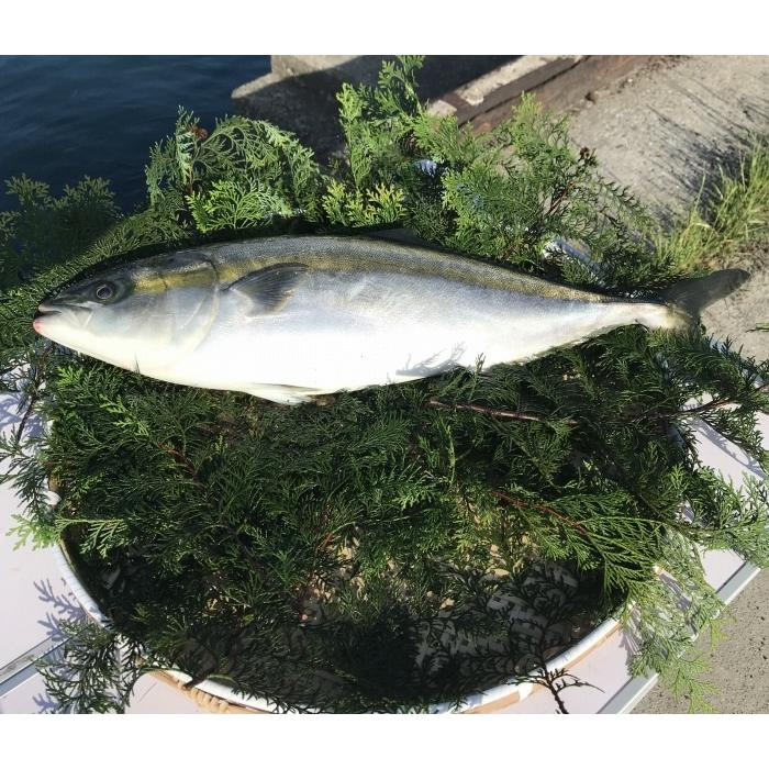 交換無料 ヒラス 長崎五島灘の綺麗な海水で元気に育ったおいしい朝獲れヒラス１本 ５ ６kg です Y Hirasu 05 06 磯乃蔵本舗株式会社 通販 Yahoo ショッピング 注目ブランド Blog Lonolife Com