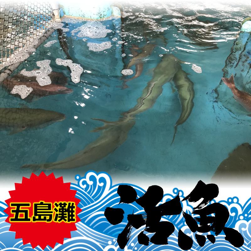 交換無料 ヒラス 長崎五島灘の綺麗な海水で元気に育ったおいしい朝獲れヒラス１本 ５ ６kg です Y Hirasu 05 06 磯乃蔵本舗株式会社 通販 Yahoo ショッピング 注目ブランド Blog Lonolife Com