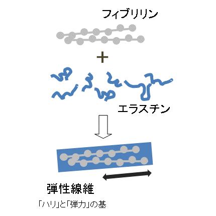 エラスチンとフィブリリンで弾性繊維ケア！　エレンドゥリス化粧水｜isotypicelastin｜04