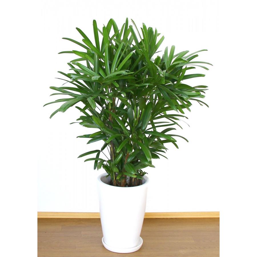 観葉植物 開店祝い カンノンチク10号陶器鉢 35 000円 本体 19kan10 アイ スペシャル 通販 Yahoo ショッピング