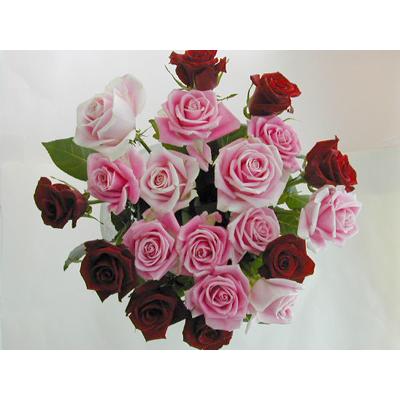 バラの花束本 赤8本ピンク系12本 本体価格6 000円 Akr Mix0 B Y アイ スペシャル 通販 Yahoo ショッピング