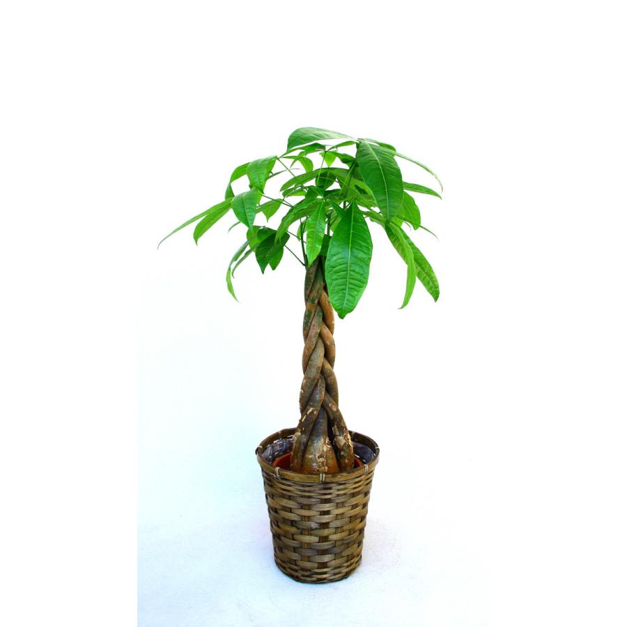観葉植物 開店祝い2万5千円 パキラ 8号 陶器鉢・バスケット