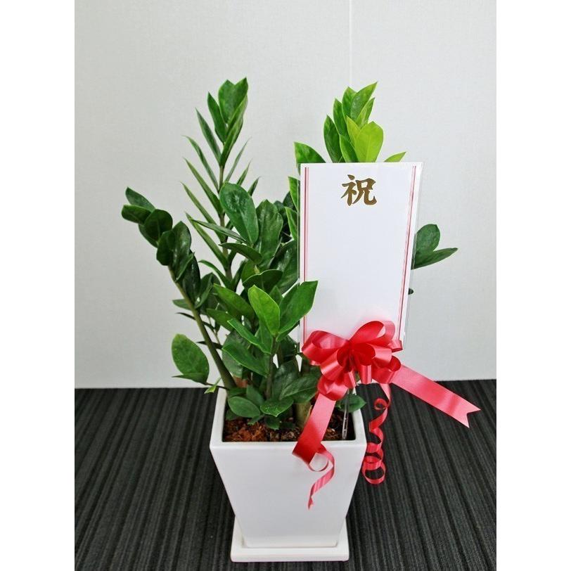 観葉植物 開店祝い2万5千円 シュロチク8号 陶器鉢・バスケット 27,500