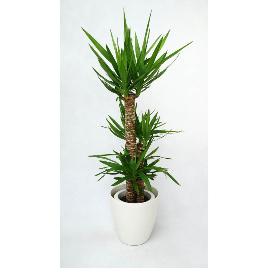 観葉植物 開店祝い ユッカ8号 セラアート鉢入り受け皿付 000円 本体 Ig Uc8 アイ スペシャル 通販 Yahoo ショッピング