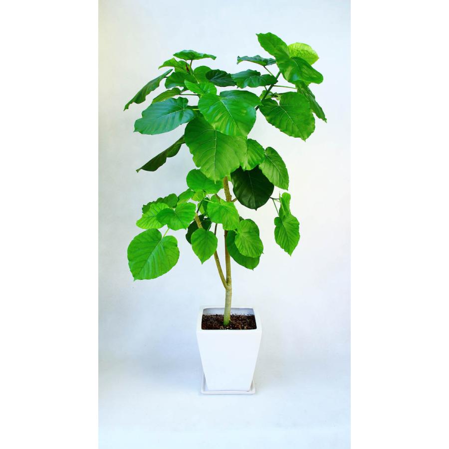 アウトレット送料無料 観葉植物 開店祝い3万5千円 ウンベラータ10号鉢 陶器鉢 バスケット 38 500円 35 000円税抜 人気満点 Atinkaonline Com