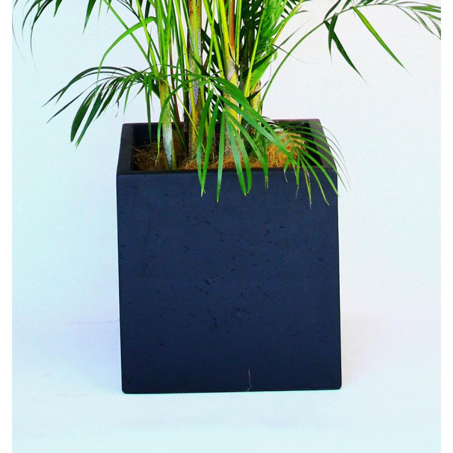 フィカス ウンベラータ ファイバー鉢 お皿付き フィカス ウンベラータ ファイバー鉢 お皿付き 都内近郊限定配送