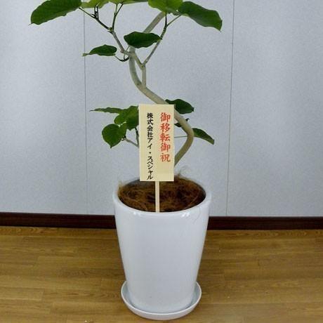 観葉植物 開店祝い4万5千円 ウンベラータ12号鉢 陶器鉢