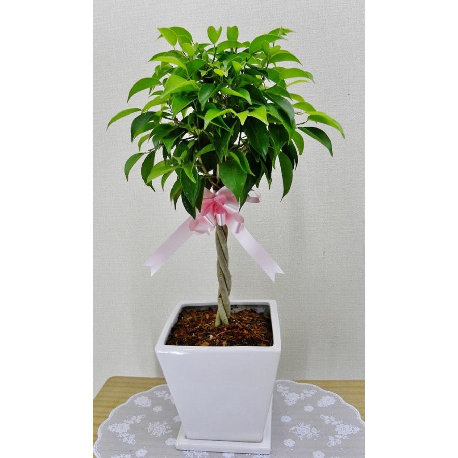 観葉植物 開店祝い ベンジャミン6号陶器鉢 本体価格15 000円 So15be6 アイ スペシャル 通販 Yahoo ショッピング
