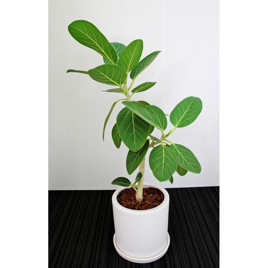 観葉植物 開店祝い ベンガレンシス フィカス 6号陶器鉢 本体価格15 000円 So15ben6 アイ スペシャル 通販 Yahoo ショッピング