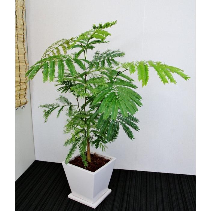 開店祝い2万円 観葉植物 エバーフレッシュ7号陶器鉢（受皿付