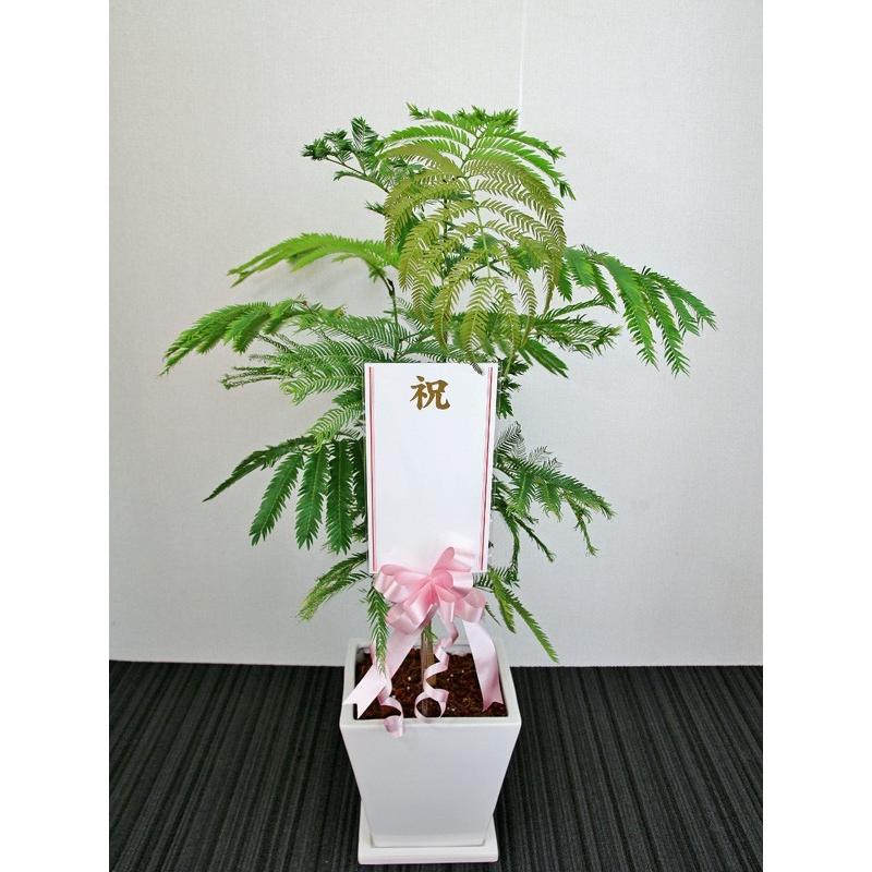 開店祝い2万円 観葉植物 エバーフレッシュ7号陶器鉢（受皿付