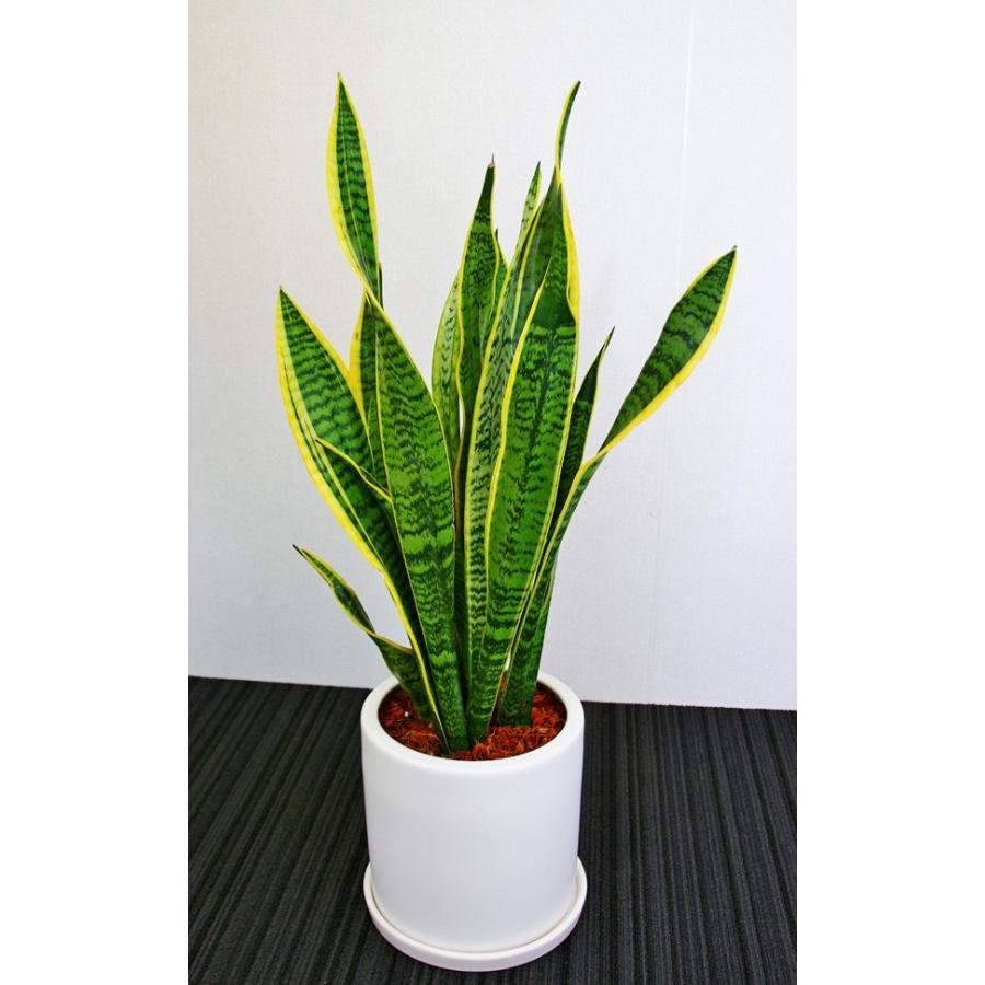 観葉植物 開店祝い サンスベリア6号陶器鉢 本体価格15 000円 So15sa6 アイ スペシャル 通販 Yahoo ショッピング