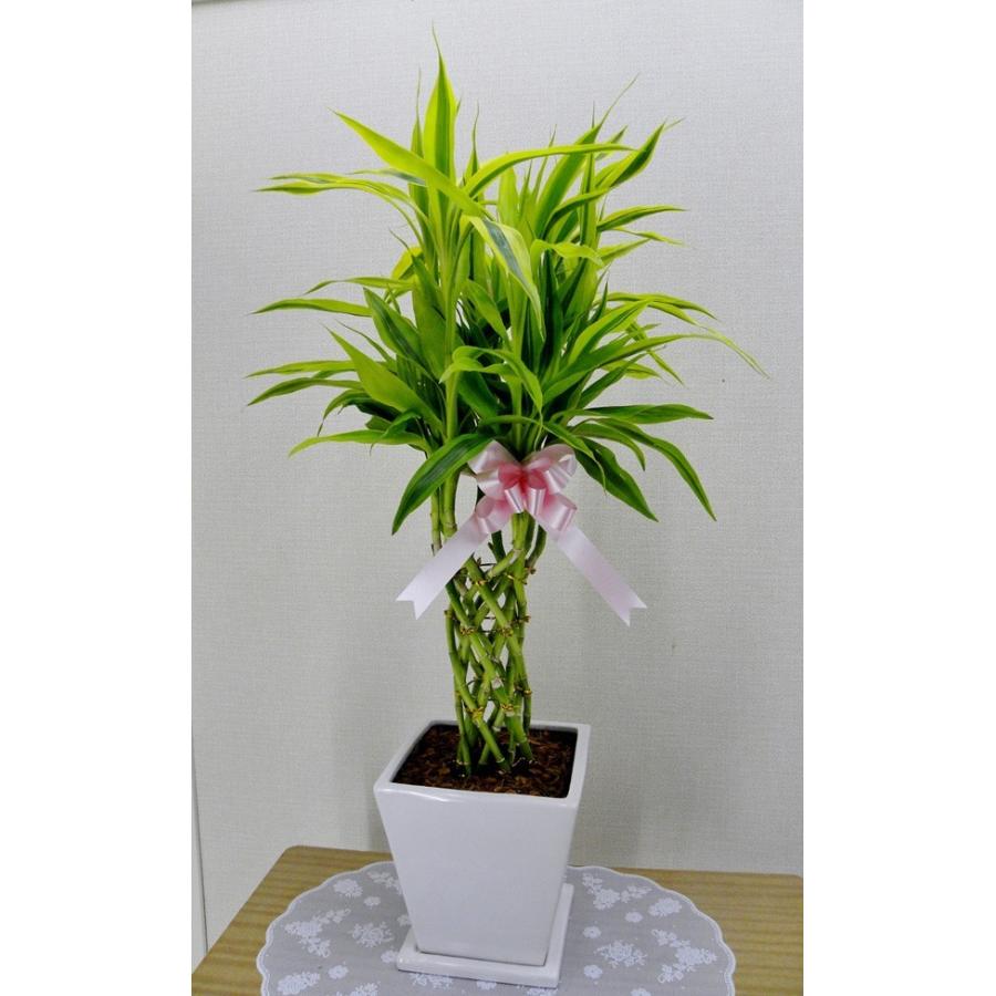 関税負担なし☆開店祝い1万5千円　観葉植物　幸運の竹（サンデリアーナ）6号鉢　陶器鉢（受皿付）　16,500円（15,000円）