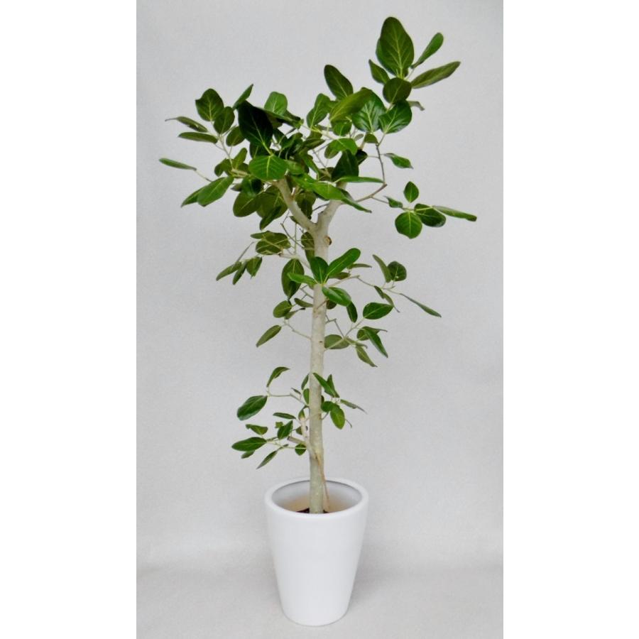 観葉植物 開店祝い ベンガレンシス フィカス 10号陶器鉢(本体 観葉植物 開店祝い ベンガレンシス フィカス 10号陶器鉢(本体