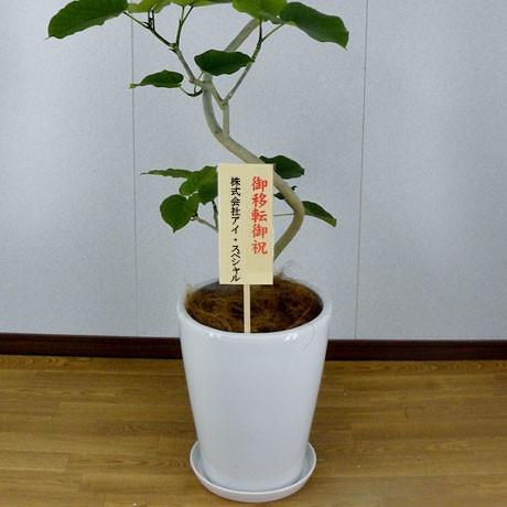 【最高級樹形】特大　フィカス　ベンガレンシス　S字仕立て　10号陶器鉢　植え込み 最高級樹形】特大 フィカス ベンガレンシス S字仕立て 10号陶器