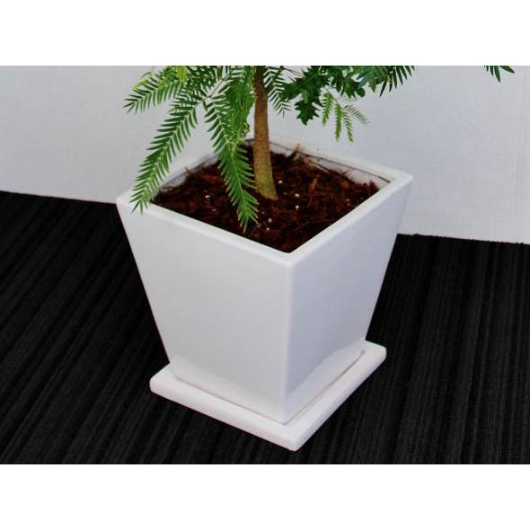 観葉植物 開店祝い4万5千円 ベンガレンシス フィカス 12号鉢 陶器鉢