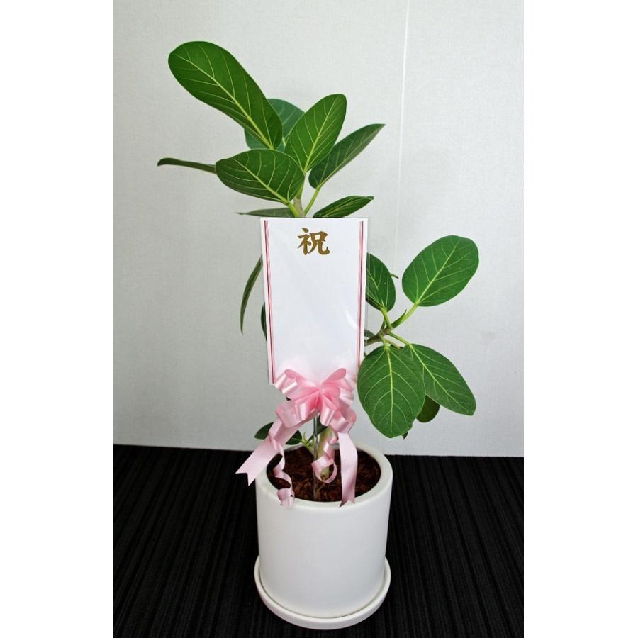 観葉植物 開店祝い ベンガレンシス フィカス 8号陶器鉢（本体