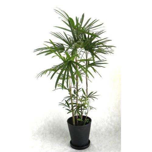 クテナンテ セトサ ファイバー鉢 お皿付き クテナンテ セトサ ファイバー鉢 お皿付き