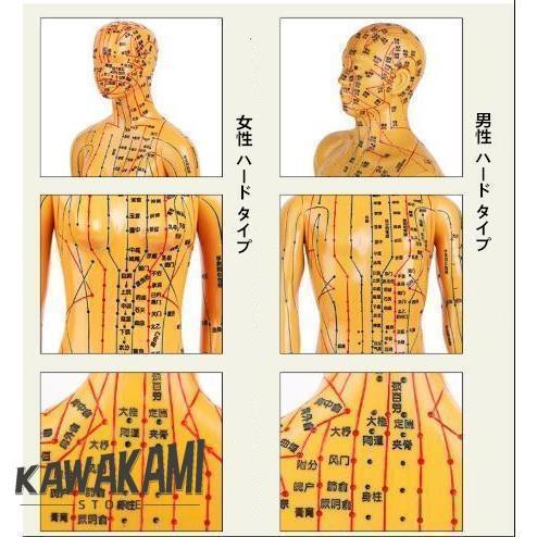 人体模型 ツボ 針灸 鍼灸経穴模型 経絡 モデル 整体 マッサージ 学習用