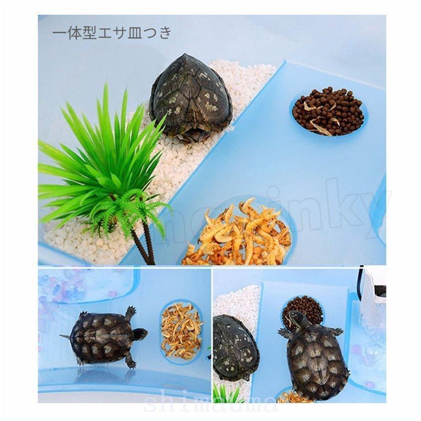 【みどりがめ】 ニセチズガメの基本情報と飼育方法……ヌマガメの仲間！ [爬虫類