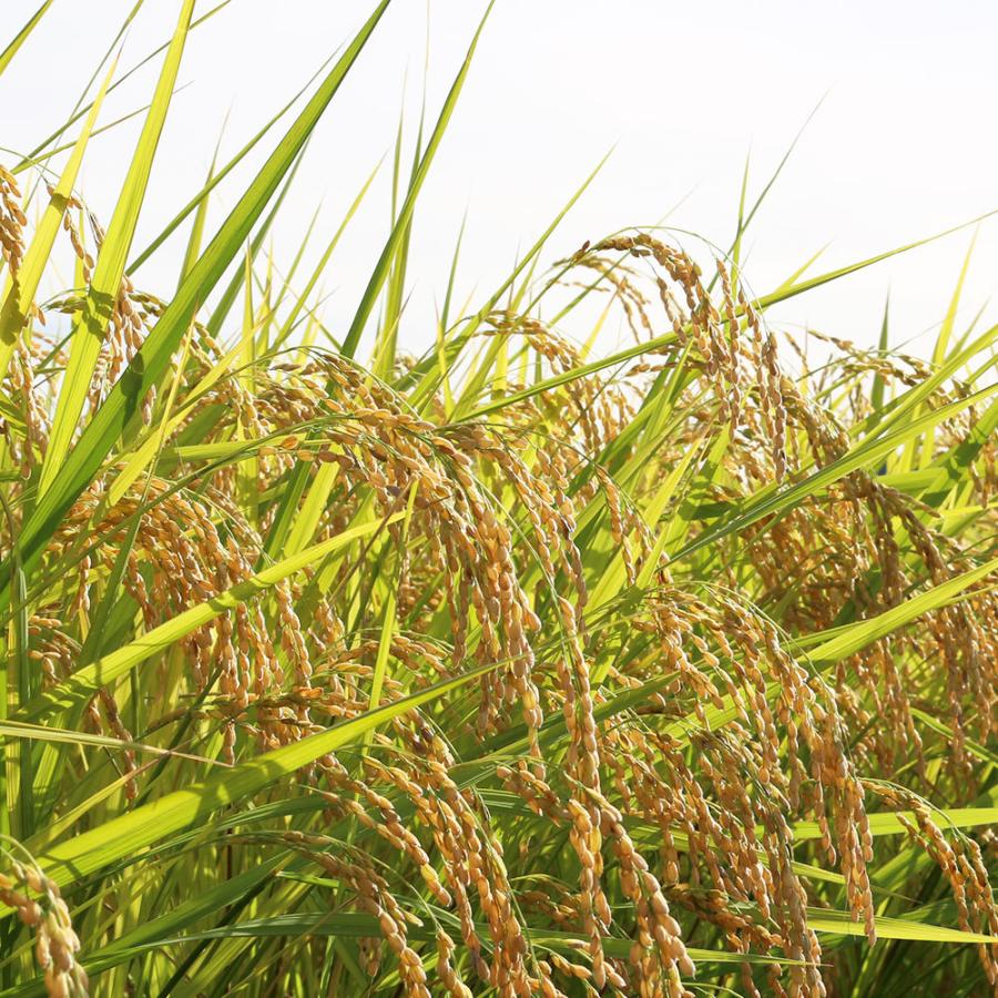 新潟県産こしいぶき 10kg（令和7年産） | こしいぶき | 03