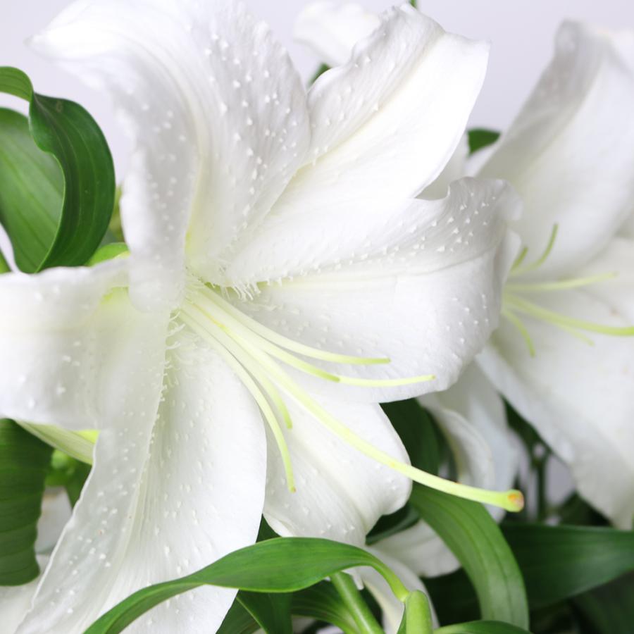 カサブランカ 規格外品 5本束セット |  | 01