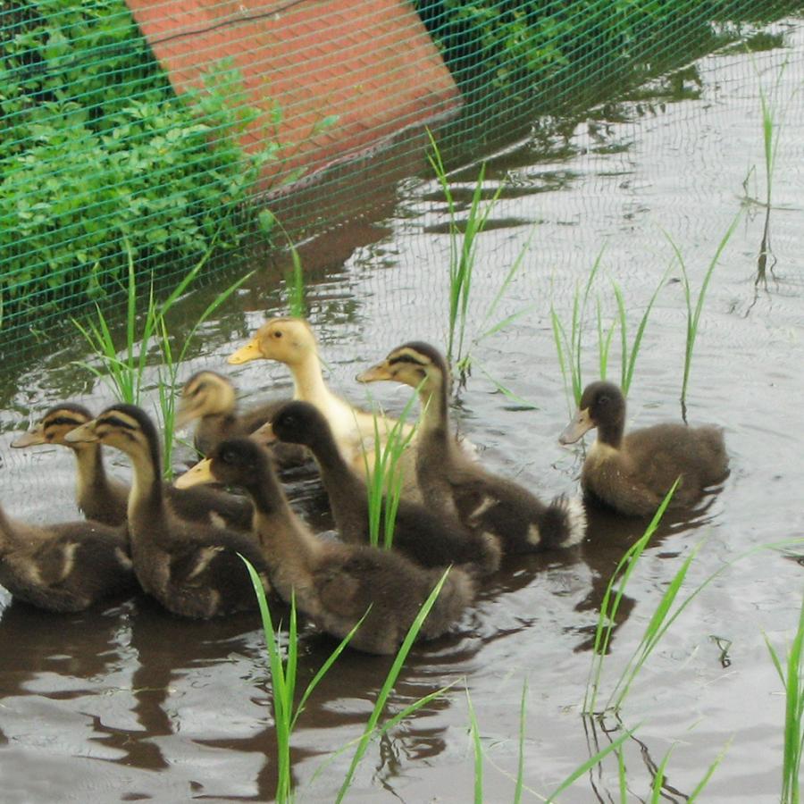 【玄米】魚沼産コシヒカリ「無農薬かも米」5kg（令和7年産） | コシヒカリ | 01