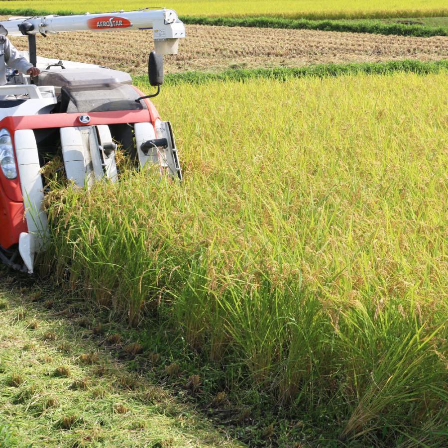 魚沼産コシヒカリ「金印」5kg ＋ 中魚沼産「新之助」5kg 食べ比べセット（令和7年産） | コシヒカリ | 04