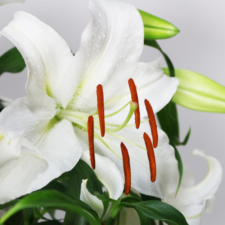 カサブランカ 規格外品 10本束セット |  | 02