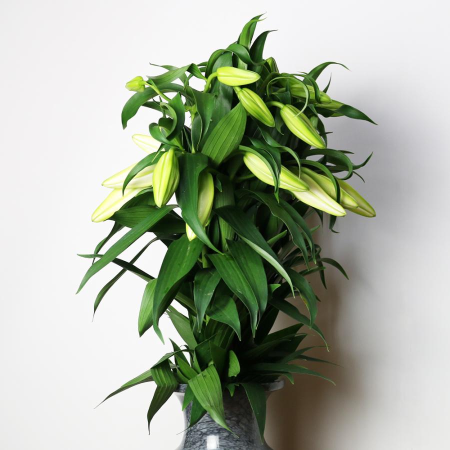 カサブランカ 規格外品 10本束セット |  | 03