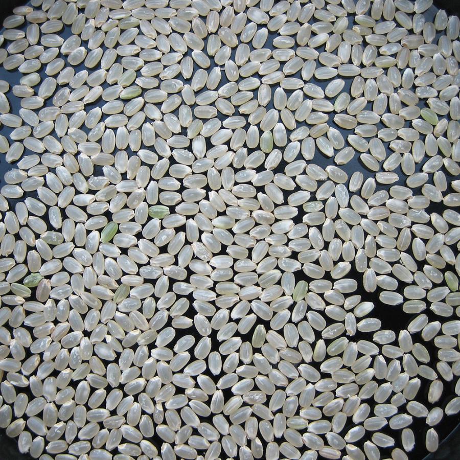 魚沼産コシヒカリ「金印」高食味米 20kg（令和7年産） | コシヒカリ | 06