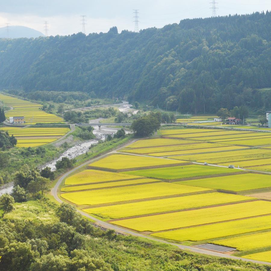 魚沼産コシヒカリ「金印」高食味米 30kg（令和7年産） | コシヒカリ | 02