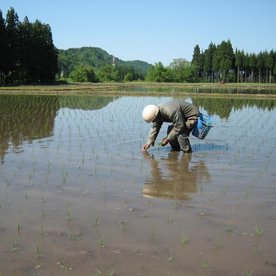 【玄米】中魚沼産「新之助(しんのすけ)」30kg（令和5年産）｜itaba-net｜02