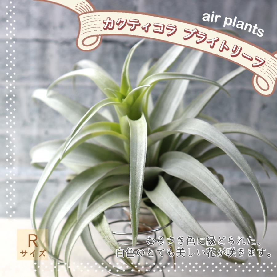 ITANSE エアプランツ チランジア カクティコラ ブライトリーフ Rサイズ