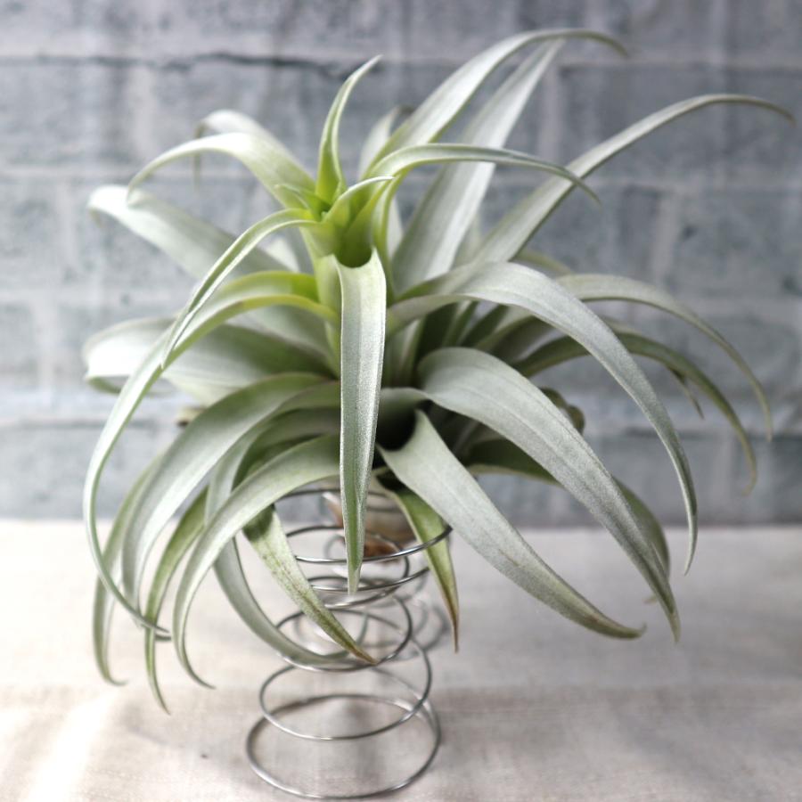 ITANSE エアプランツ チランジア カクティコラ ブライトリーフ Rサイズ