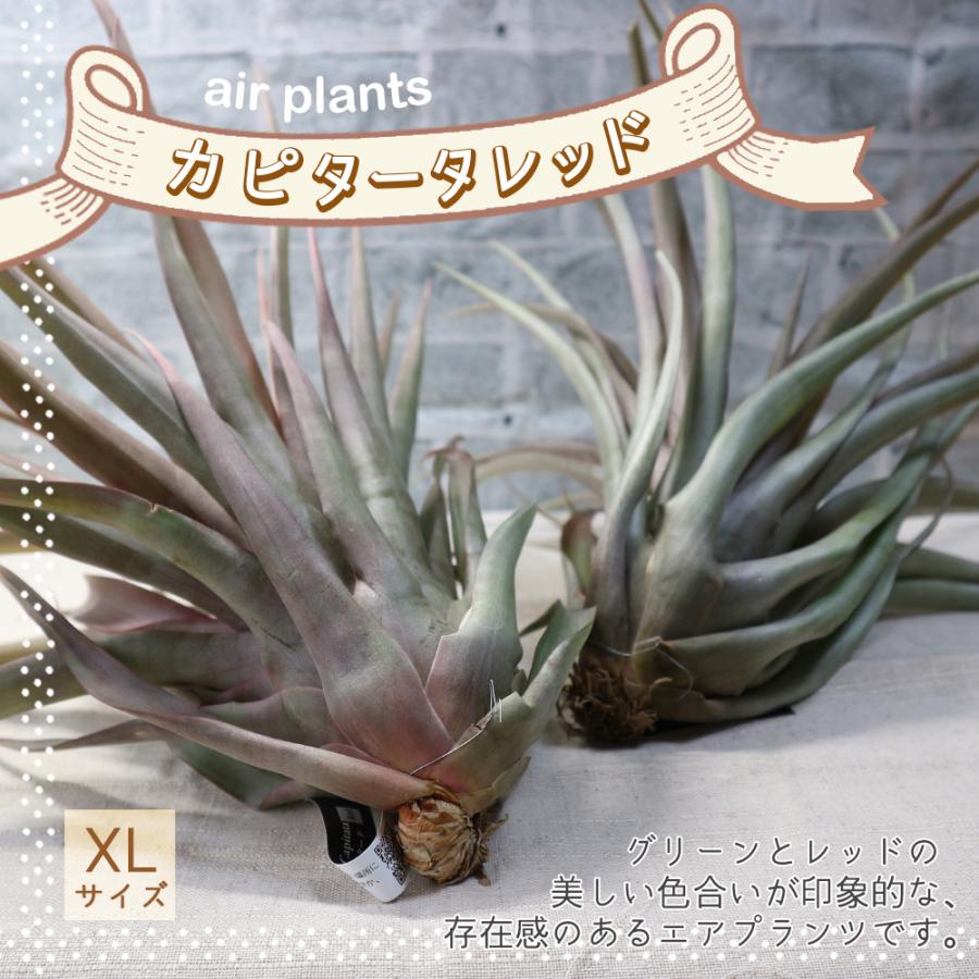 ITANSE エアプランツ チランジア カピタータ レッド XLサイズ 1個 送料