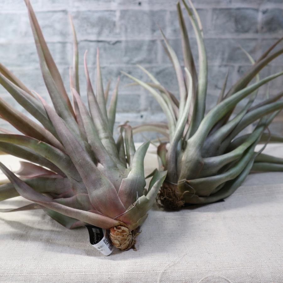 ITANSE エアプランツ チランジア カピタータ レッド XLサイズ 1個 送料