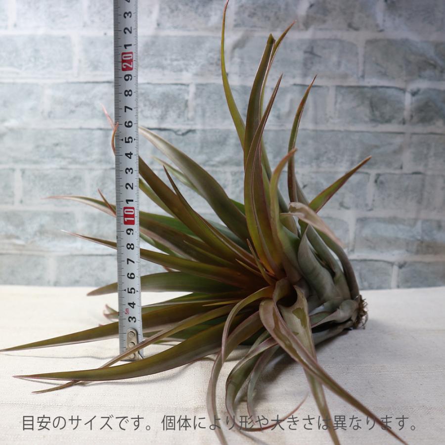 ITANSE エアプランツ チランジア カピタータ レッド XLサイズ 1個 送料