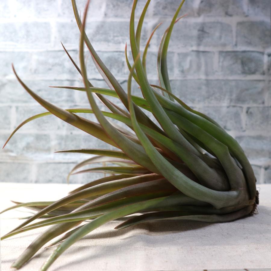 ITANSE エアプランツ チランジア カピタータ レッド XLサイズ 1個 送料