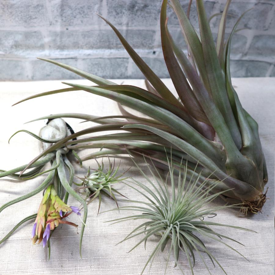 ITANSE エアプランツ チランジア カピタータ レッド XLサイズ 1個 送料