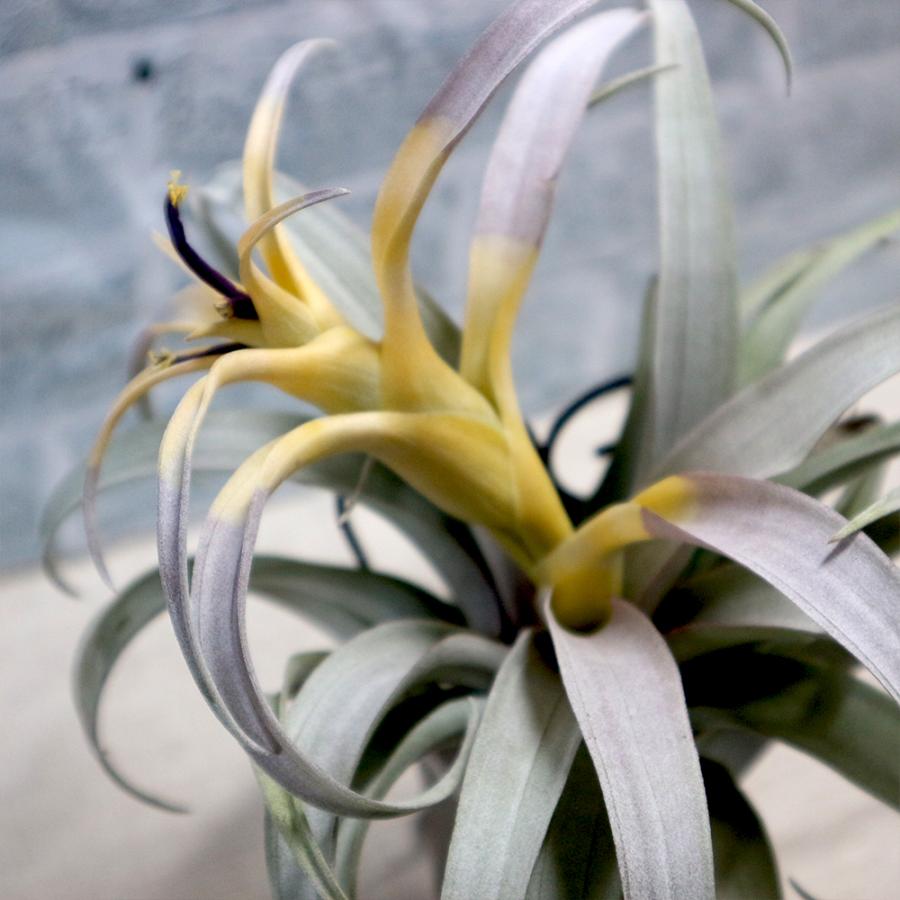 エアプランツ チランジア カピタータ イエロースター Lサイズ 1個 送料無料 Air 野菜苗 植物 青果物販売のitanse 通販 Yahoo ショッピング